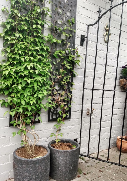 Incorporating Climbing Plants with Your Garden Screens for a Lush Look