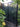 3 Black Verdure Large Screens and 3 Frond Trellises- 5mm