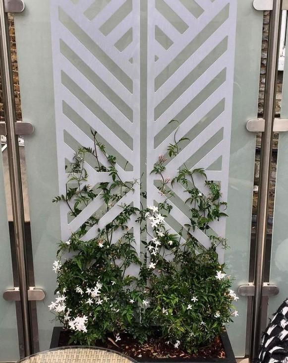 Vector Trellis - Screen With Envy